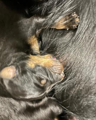 Disponibili cuccioli