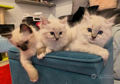 Cucciolo ragdoll nato 18 gennaio