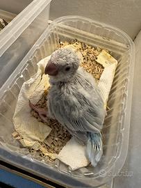 Parrocchetto mutazione snow white da imbecco