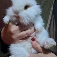 Coniglietti nani testa di leone