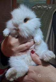 Coniglietti nani testa di leone