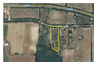 Terreno Agricolo con Oliveto - Loc. La Rucchetta