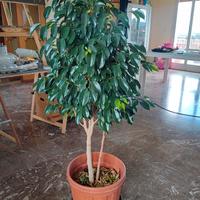 ficus benjamin 1,30m