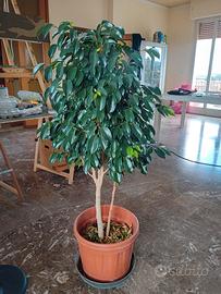 ficus benjamin 1,30m