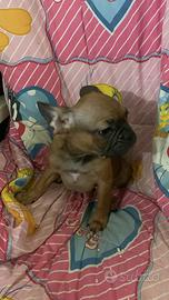 Buldog francese