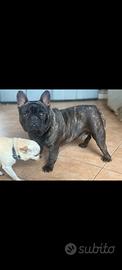 Bulldog francese