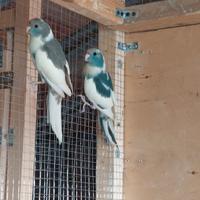 Kakariki mottle vari