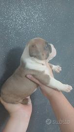 american bully 
