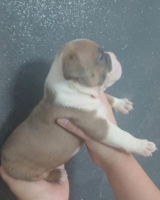 american bully 