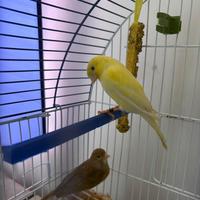 Coppia canarini giovane