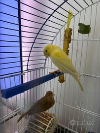 Coppia canarini giovane