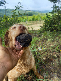Cane da tartufo