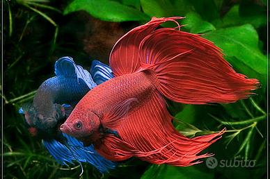 Betta splendens maschi tutte le varietà