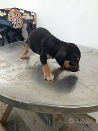 Cuccioli misti tra un segugio e un lagotto