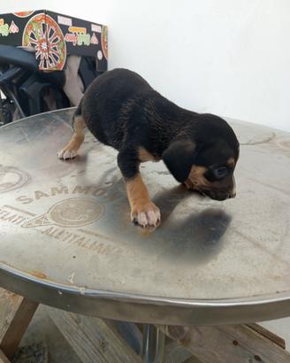 Cuccioli misti tra un segugio e un lagotto