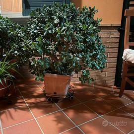 Piante albero di Giada