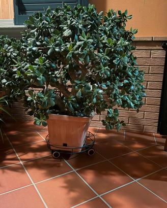 Piante albero di Giada