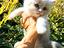 Immagine 5