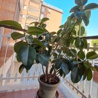 Pianta ficus robusta