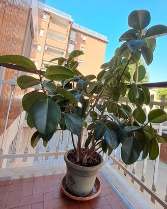 Pianta ficus robusta