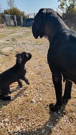 Cane Corso cuccioli selezionati