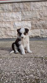 Border collie Red tricolor femmina