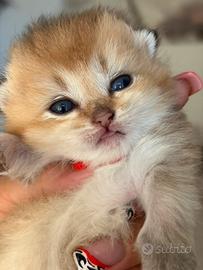 Scottish fold/straight