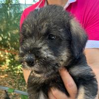 Schnauzer gigante cuccioli pepe sale pedigree cert