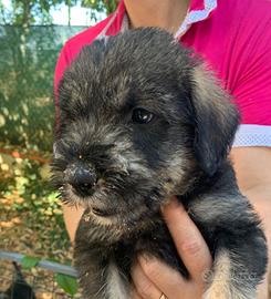 Schnauzer gigante cuccioli pepe sale pedigree cert