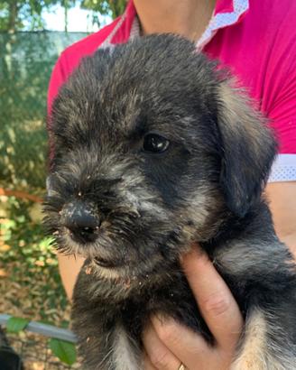 Schnauzer gigante cuccioli pepe sale pedigree cert