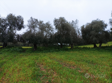 Vendita terreno agricolo
