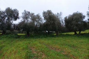 Vendita terreno agricolo