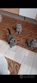 Gattini British shorthair femmine
