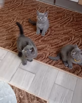 Gattini British shorthair femmine