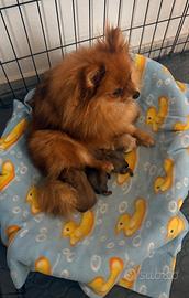 Volpini di Pomerania