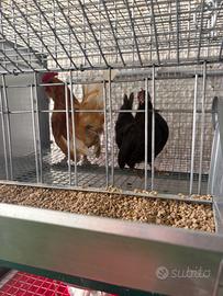Galline nane