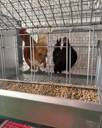 Galline nane