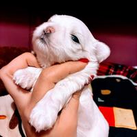 Maltese cuccioli