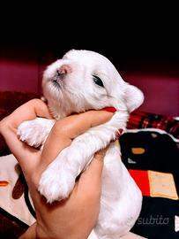 Maltese cuccioli