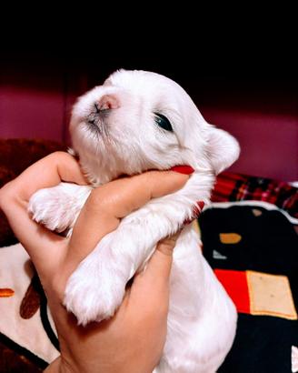 Maltese cuccioli
