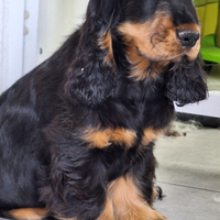 Cocker spaniel inglese enci