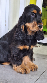 Cocker spaniel inglese enci