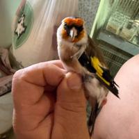 Mayor accianico maschio