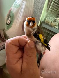 Mayor accianico maschio