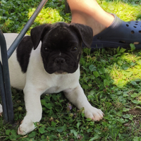 Bulldog francese