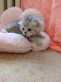 Cucciolo Scottish straight