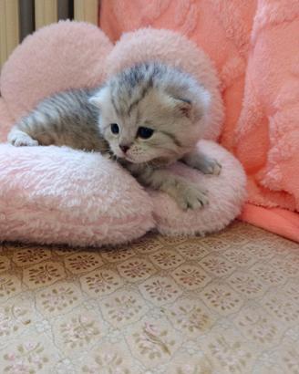 Cucciolo Scottish straight