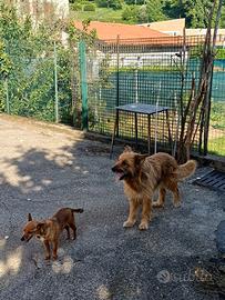 Cani meticci
