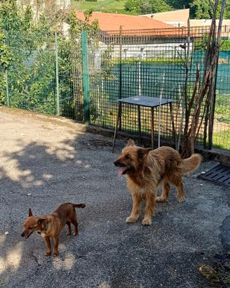 Cani meticci