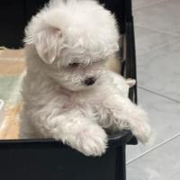 Maltese mini toy maschio